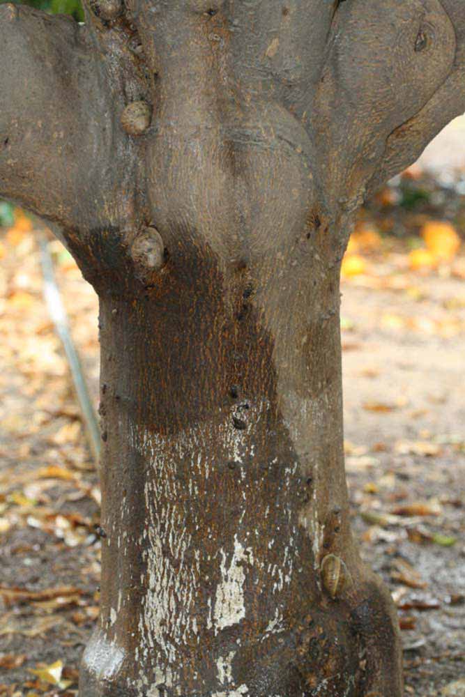            Bark (Riverside, CA)   